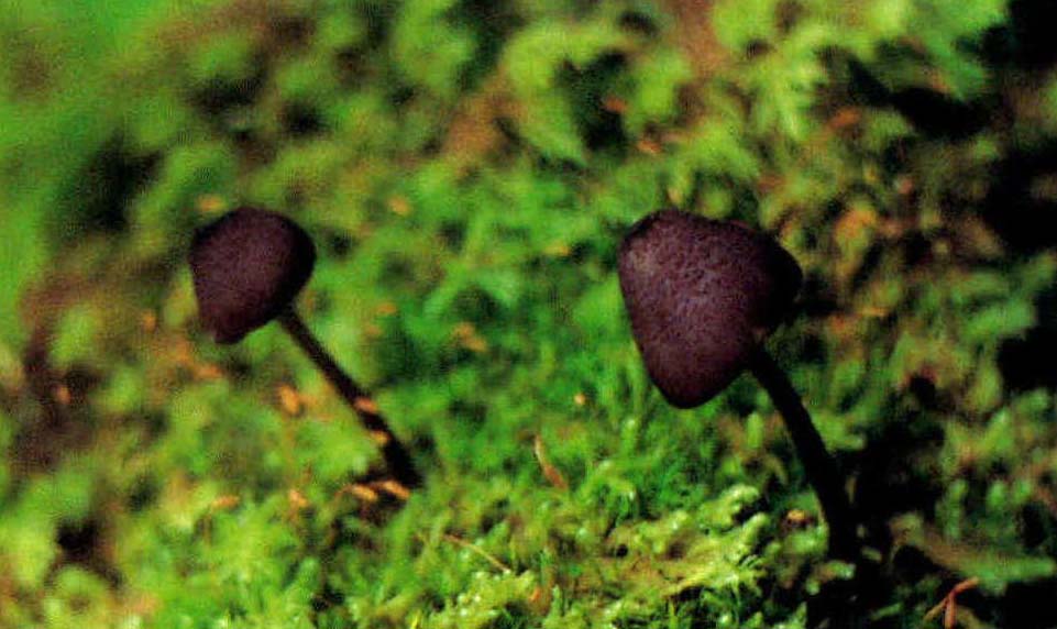 Entoloma ater Hongo